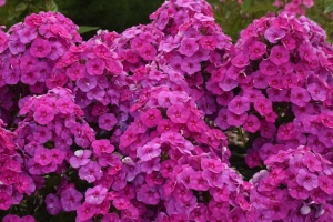 Phlox paniculata 'Material Girl' New 2024